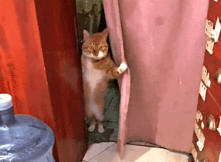 猫咪搞笑图片 可爱的喵星人gif图片